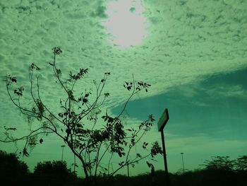 Trees against sky