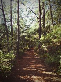 Dirt road amidst trees in forest