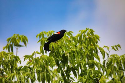 Low angle view of bird perching on plant