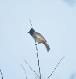 Close-up of bird flying against clear sky