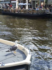 Seagull on boat in river