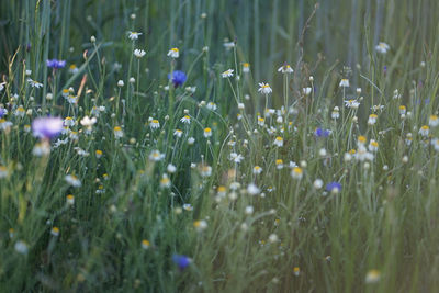 Wild field meadow with purple blue cornflowers and aromatic scented white camomile	