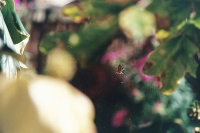 Close-up of insect on flower