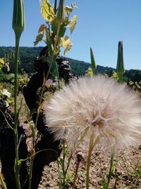 Close-up of dandelion on field against sky