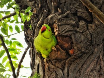 Close-up of parrot perching on tree