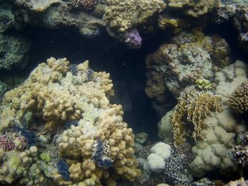Close-up of coral in sea