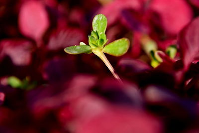 Close-up of red flowering plant