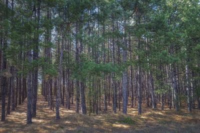 Pine trees in forest