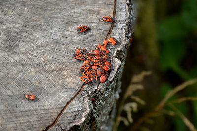 Close-up of beetles on tree stump