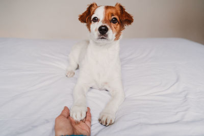 Cropped image of hand holding dog on bed