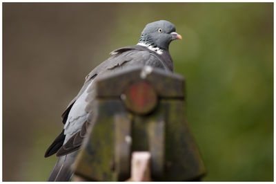 Close-up of pigeon perching