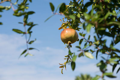 Low angle view of apple on tree