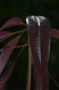 Close-up of leaf