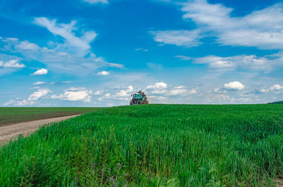 grassland