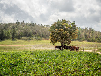 Scenic view of grassy field against cloudy sky