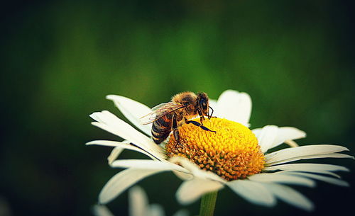 Close-up of bee pollinating on chamomile