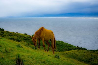 Horse grazing on field by sea against sky