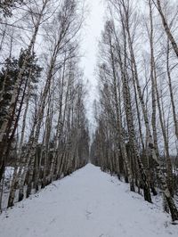 Trees in forest during winter