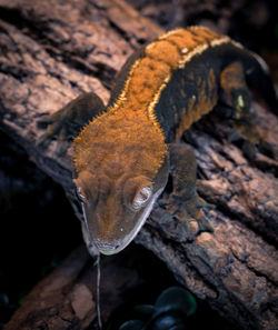 Close-up of lizard
