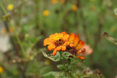 Close-up of orange flower