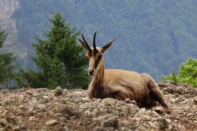 View of deer on rock