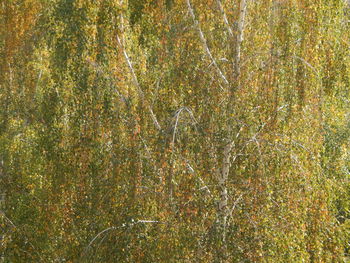 Full frame shot of trees in forest