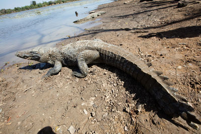 High angle view of crocodiles at lakeshore