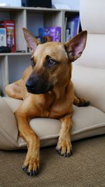 Portrait of dog relaxing on sofa at home