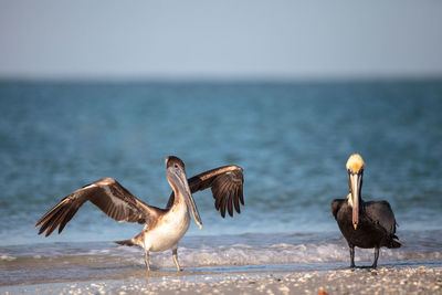 Brown pelican bird pelecanus occidentalis swimming and flying around clam pass in naples, florida