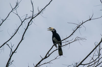 Low angle view of bird perching on branch against sky