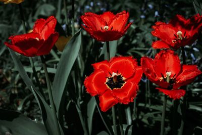 Close-up of red flowers