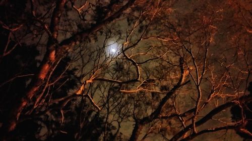 Low angle view of trees against sky at night