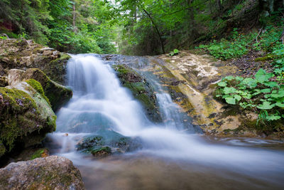 Scenic view of waterfall in forest