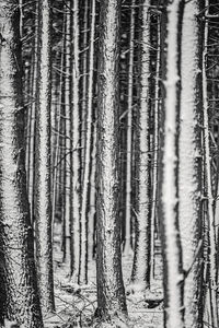 Full frame shot of bamboo trees in forest