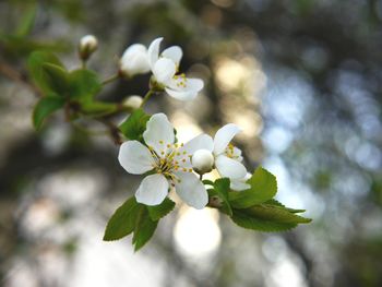 Close-up of white flowers blooming on tree