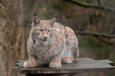 Feldkirch, austria, february 17, 2024 lynx in a wild life park shot is taken through a fence