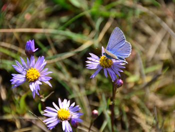 Close-up of purple flowering plant