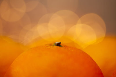 Close-up of insect on orange leaf