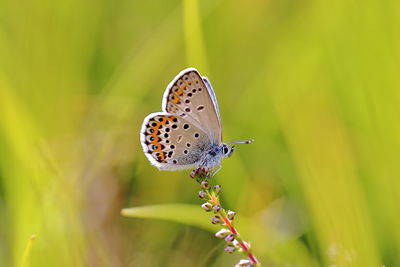 Close-up of butterfly pollinating flower