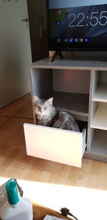 Cat sitting on table at home