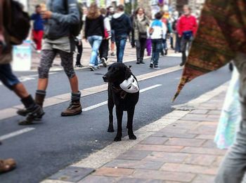 View of dogs walking on city street