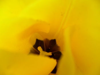 Close-up of yellow flower