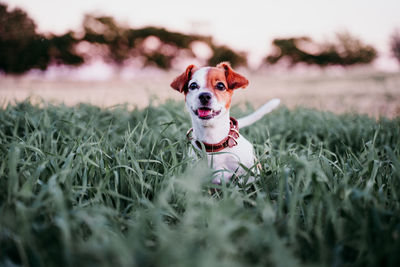Portrait of dog sitting amidst grass