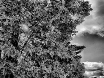 Low angle view of trees against sky