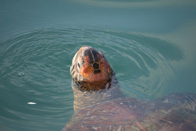Close-up of tortoise in sea