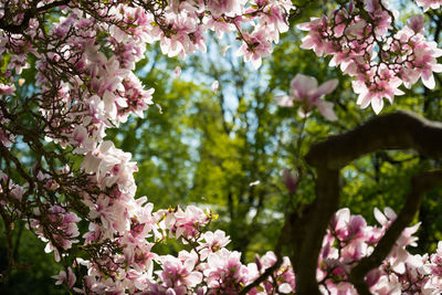Close-up of pink cherry blossoms in spring