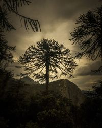 Low angle view of silhouette tree against sky