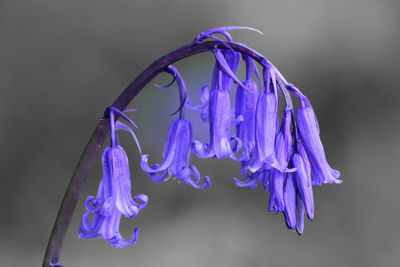 Close-up of purple flower against blue background