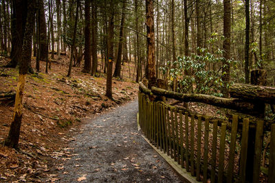 Footpath amidst trees in forest