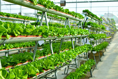 Plants in greenhouse